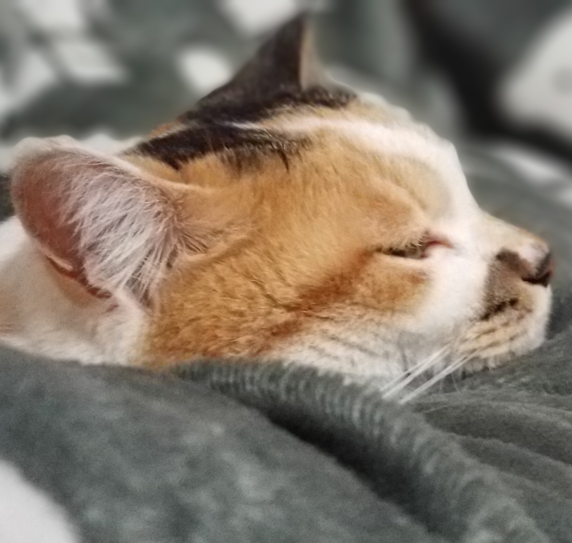 かなぶんのアバター